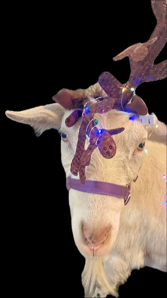 Festive Farm Frolics