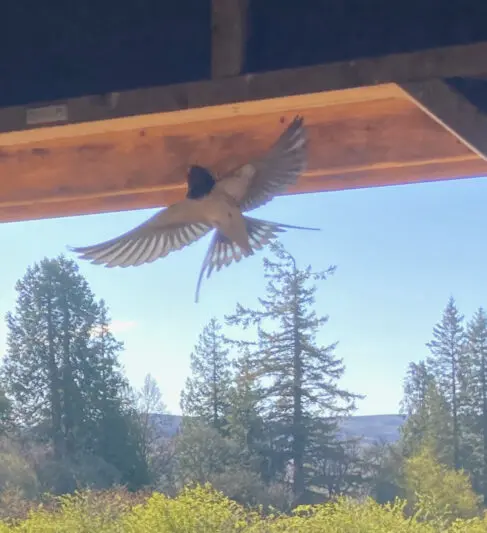Swallows return to Corbenic, searching for a nest.
