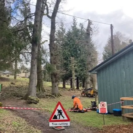 Tree Surgery To Protect Cottage and Skye