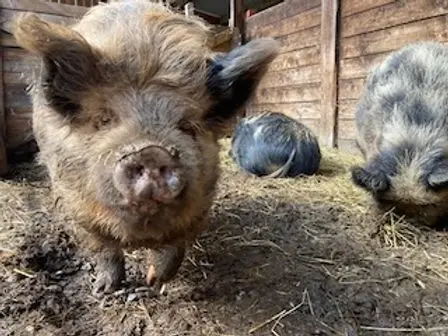 New Boar Arrives