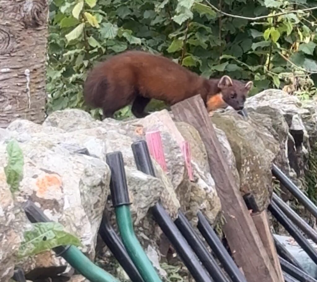 Pine marten on a wall